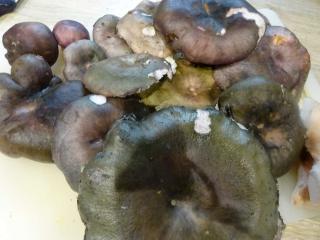 Jak připravit houby jako škvarky v sádle | recept