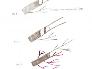 Roubování během vegetace V tomto období se stromy roubují dvěma nejčastějšími způsoby, které jsou samostatně popsány níže v textu. Roubování během vegetace provádíme v období květenství stromů. Pro roubování určitě vyberte slabší větve. U slabších větví je daleko větší předpoklad úspěšnosti. Na spodní části zkrácené větve, na kterou chcete roubovat výhony, ponechejte slabší, postranní tzv. tažnou větev – viz obrázek 1. Význam tažné větve je prostý, je dostatečně silná na to, aby přitahovala mízu.