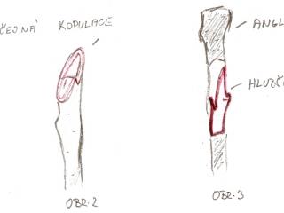 Roubování během vegetačního klidu – Kopulace V období vegetačního klidu můžeme stromy roubovat pomocí obyčejné nebo anglické kopulace. Obyčejný způsob znázorňuje obrázek 1, 2. Kopulační řez veďte ve směru proti pupenu, jeho délka by se měla rovnat trojnásobku šířky samotného roubu. U anglické kopulace proveďte nejen kopulační řez (stejně jako u obyčejného způsobu), ale také speciální řez, který vám ještě více umožní spojení roubu s podnožím (je zde větší srůstová plocha) – viz obrázek 3.