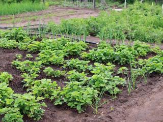 Jak začít s pěstováním jahod | zahrada a rostliny