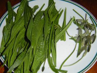 Jitrocel kopinatý (Plantago lanceolata) je dobře znám svými hojivými účinky při vnějším použitím a jako prostředek tišící kašel nebo při léčbě žaludečních či dvanáctníkových vředů. Ale dobře poslouží i při přípravě jídel. Mladé listy jitrocele přidáváme do rajčatových salátů a do salátu z chuťově méně výrazné zelenině, je pikantně nahořklý (jako polníček). Zajímavě doplní jarní zeleninové polévky. Nerozkvetlé úbory podušené na másle chutnají trochu jako žampiony.