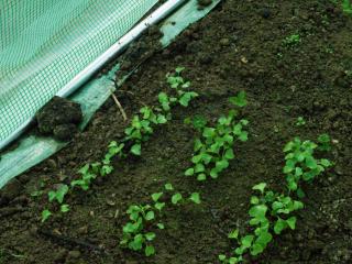 Jak pěstovat zeleninu ve fóliovníku | rady a tipy