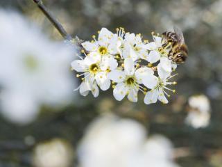 Jak využít trnku obecnou | zahrada a rostliny