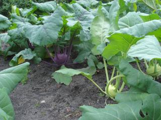 Jak zalévat zeleninový záhon