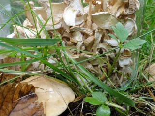 plodnice čirůvky májovky v trávě