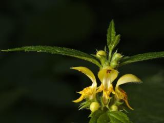 Jak využít pitulník žlutý | rady a návody Jak využít pitulník žlutý | rady a návody