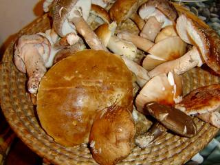 Dovolenou na Prachaticku mají v oblibě také sběrači lesních plodů (borůvky, maliny, ostružiny, ale především houby).