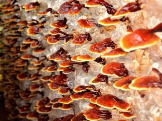 Jak užívat čínské houby pro zdraví | rady a tipy