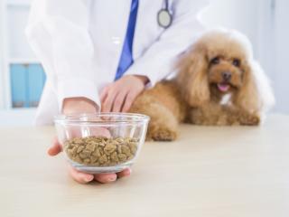 Jak vybrat vhodné krmivo pro alergické psy?