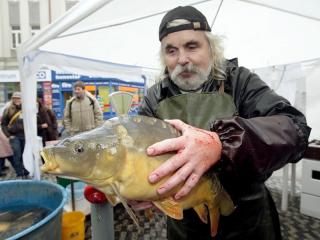 Jak zabít vánočního kapra v domácích podmínkách