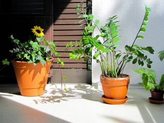 Jak pěstovat zamioculcas