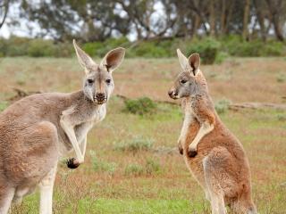 Jak najít v Austrálii klokany | rady