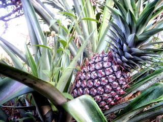 Jak využít ananas pro zdraví | rady a tipy