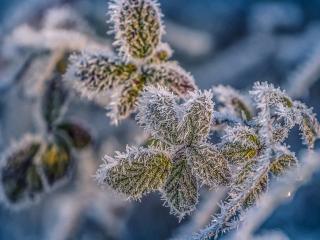 Jak ochránit rostliny před mrazem a sněhem | rady