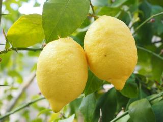Jak pěstovat citrusy v zimě | návod