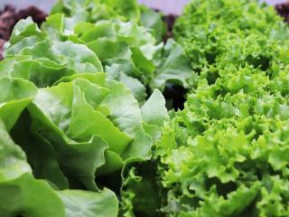 Jak se vyznat v zelených listových salátech – 1. díl | rady a tipy