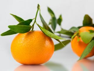 Jak pěstovat mandarinku | rady