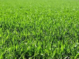 Jak vybrat stroj pro sečení vysoké trávy | rady