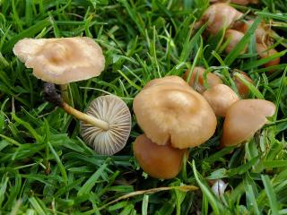 Jak poznat a využít houbu špičku obecnou | rady a recepty