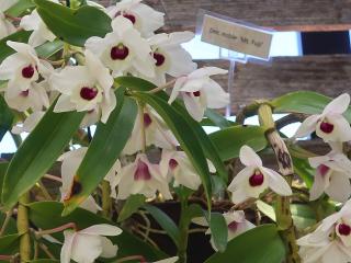 dendrobium nobile