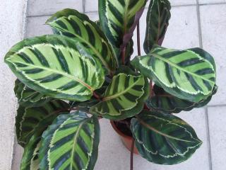 Calathea roseopicta