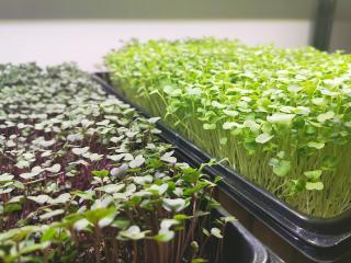 Jak využít microgreens v kuchyni, tipy na jídla