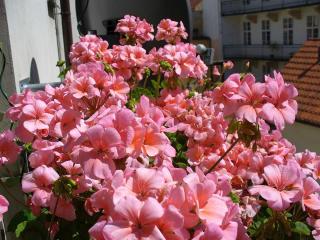 pelargonie v truhlíku letnička na jižní balkon