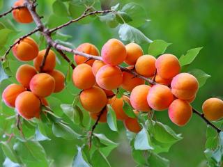 meruňky na stromě