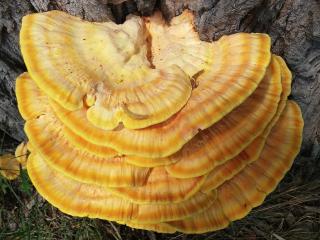 reishi