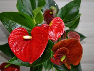 anthurium anturie toulitka