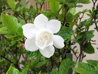gardenie jasmínovitá kvetoucí keřík