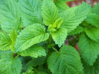 meduňka lékařská melissa officinalis