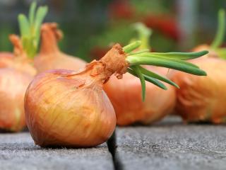 Jak zpracovat zásobu cibule | návody na zpracování cibule