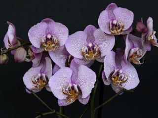 Jak pěstovat orchideje | rady