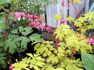 dicentra spectabilis gold heart