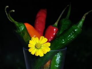 měsíček květ a chilli papričky