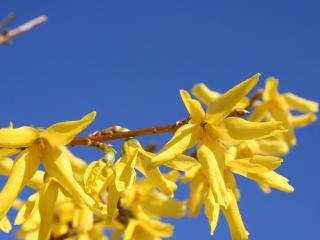 zlatice forsythia