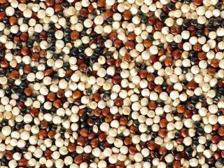 semena merlíku chilského neboli quinoa