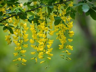 laburnum, štědřenec, zlatý déšť