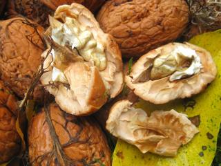 čerstvé vlašské ořechy