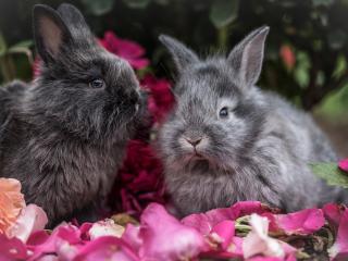 dva králíci samec a samička