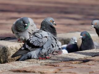 Jak se zbavit holubů na balkoně | rady