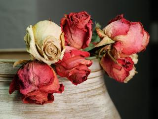 Jak usušit růže k dekoraci do bytu | rady
