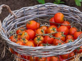 Jak správně pěstovat rajčata | postup