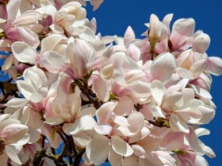 Jak pěstovat magnolii | rady