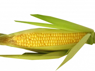Jak pěstovat kukuřici | rady